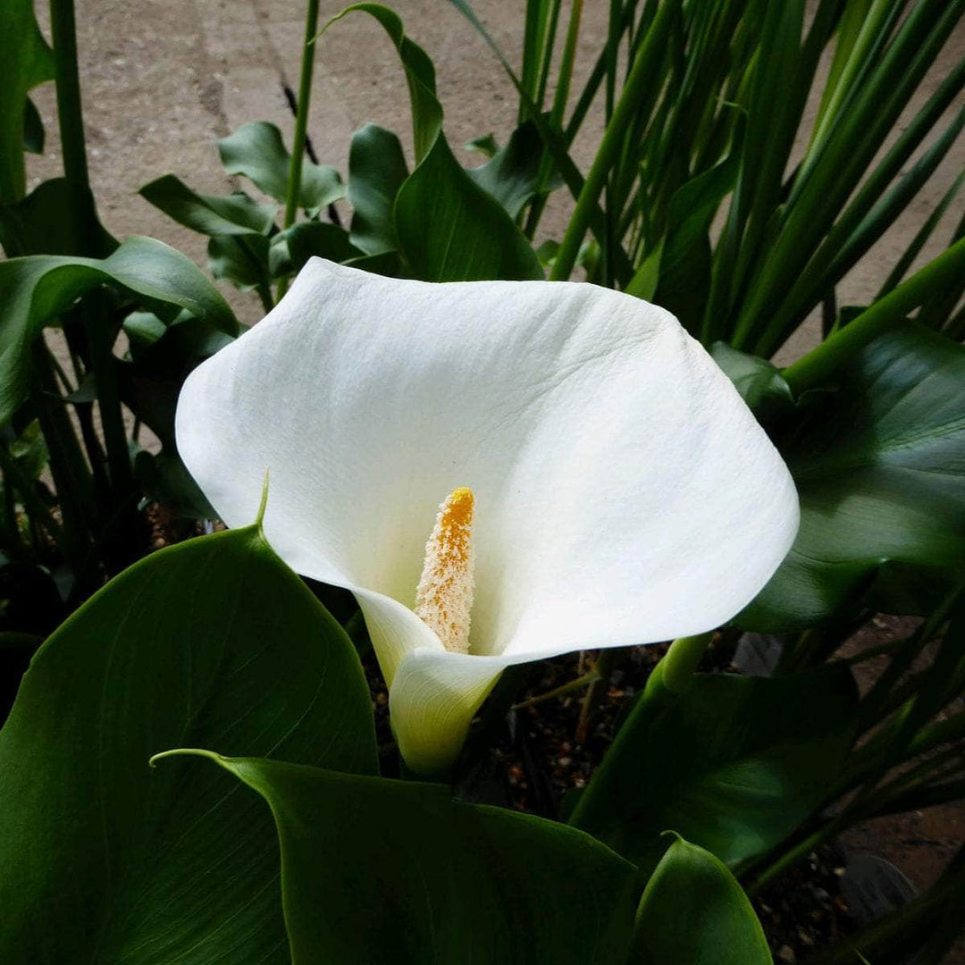 Acqua Garden Marginal Arum Lily, Zantedeschia Aethiopica 'Crowborough'