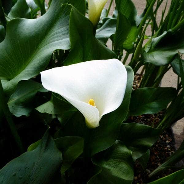 Acqua Garden Marginal Arum Lily, Zantedeschia Aethiopica 'Crowborough'
