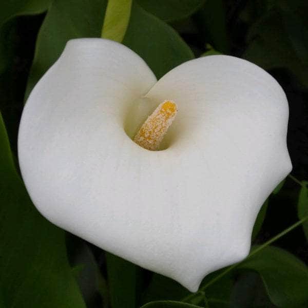 Acqua Garden Marginal Arum Lily, Zantedeschia Aethiopica 'Crowborough'