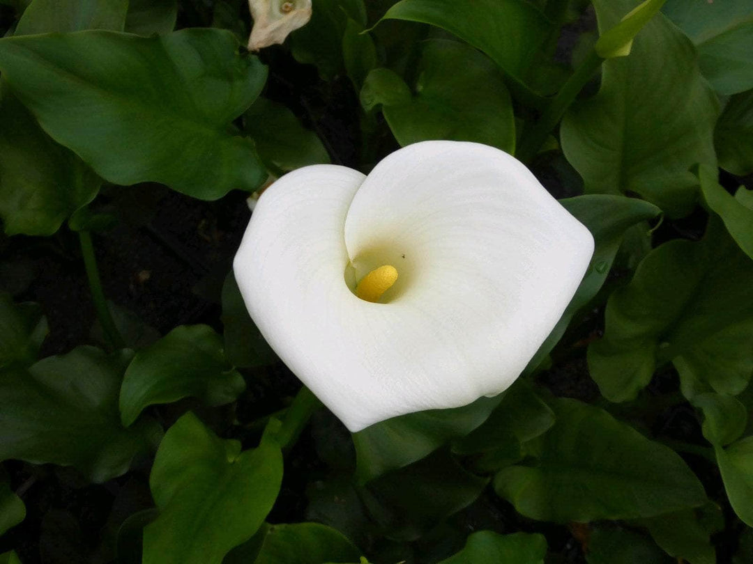 Acqua Garden Marginal Arum Lily, Zantedeschia Aethiopica 'Crowborough'