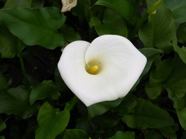 Acqua Garden Marginal Arum Lily, Zantedeschia Aethiopica 'Crowborough'