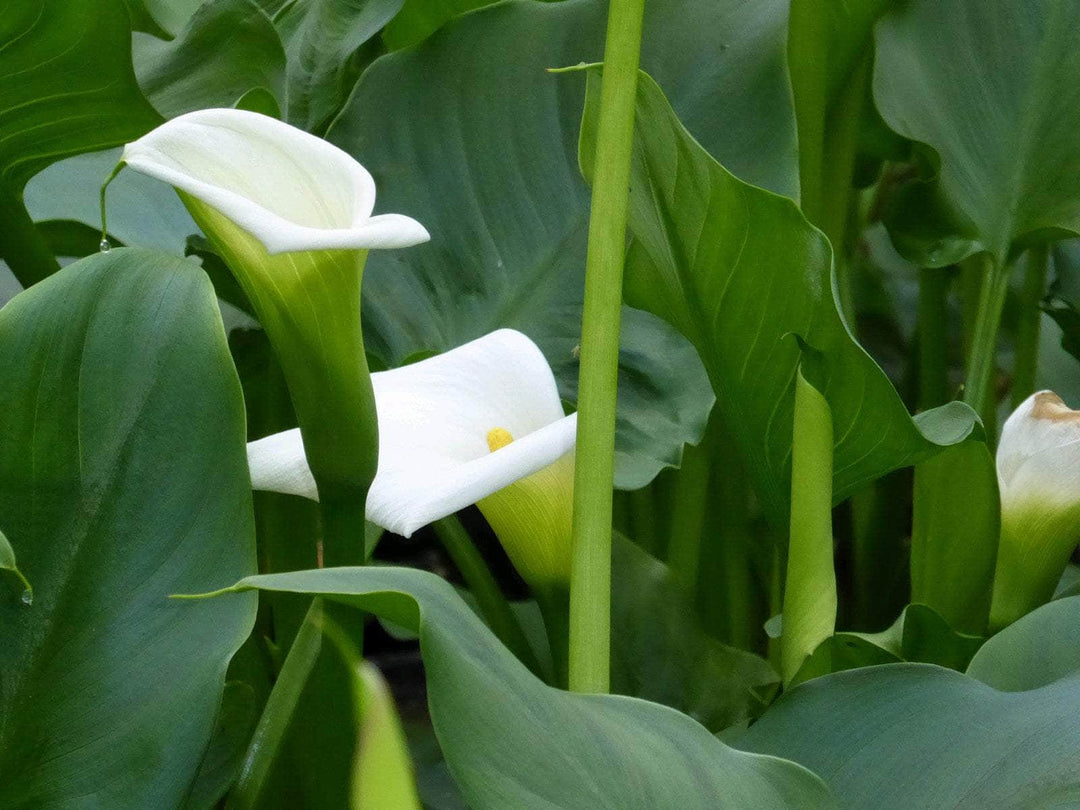 Acqua Garden Marginal Arum Lily, Zantedeschia Aethiopica 'Crowborough'