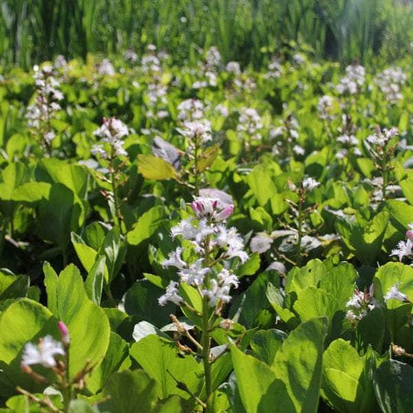 Acqua Garden Marginal Bog Bean, Menyanthes Trifoliata