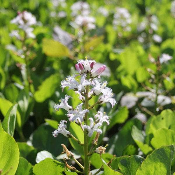 Acqua Garden Marginal Bog Bean, Menyanthes Trifoliata