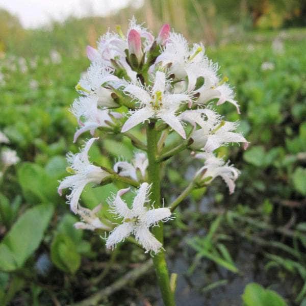 Acqua Garden Marginal Bog Bean, Menyanthes Trifoliata