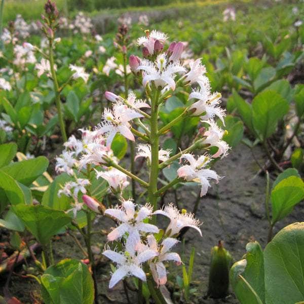 Acqua Garden Marginal Bog Bean, Menyanthes Trifoliata