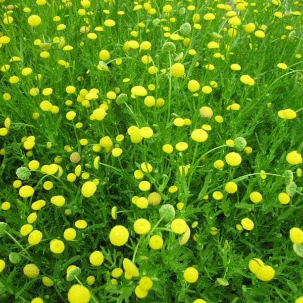 Acqua Garden Marginal Brass Buttons, Cotula Coronopifolia