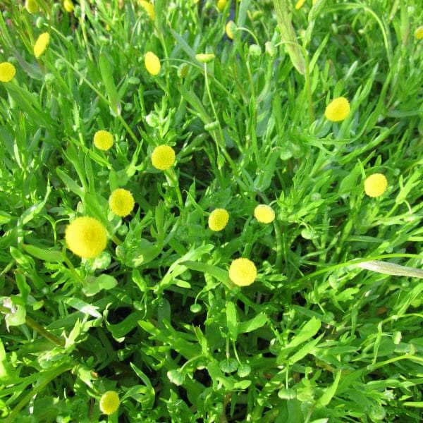 Acqua Garden Marginal Brass Buttons, Cotula Coronopifolia