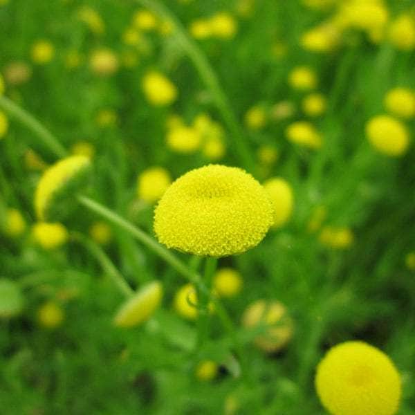 Acqua Garden Marginal Brass Buttons, Cotula Coronopifolia