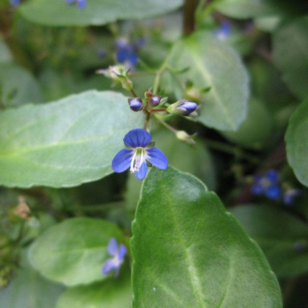 Acqua Garden Marginal Brooklime, Veronica Beccabunga