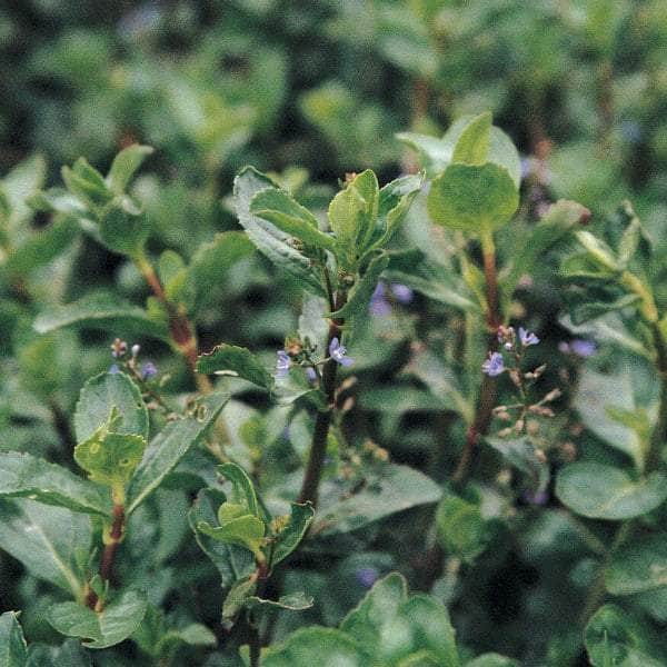 Acqua Garden Marginal Brooklime, Veronica Beccabunga