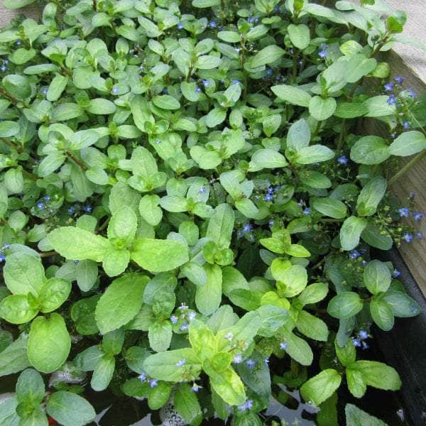 Acqua Garden Marginal Brooklime, Veronica Beccabunga