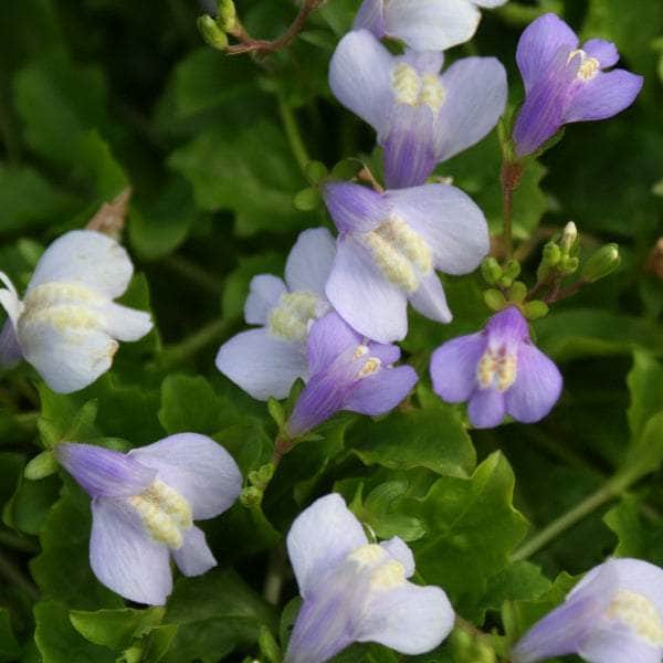 Acqua Garden Marginal Chinese Marshflower, Mazus Reptans
