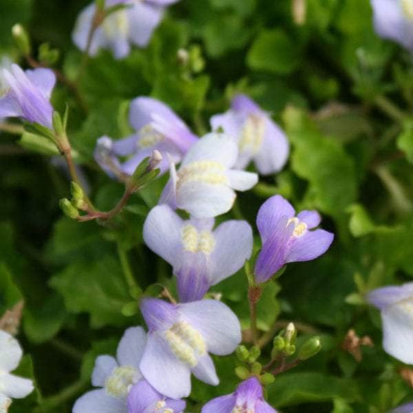 Acqua Garden Marginal Chinese Marshflower, Mazus Reptans