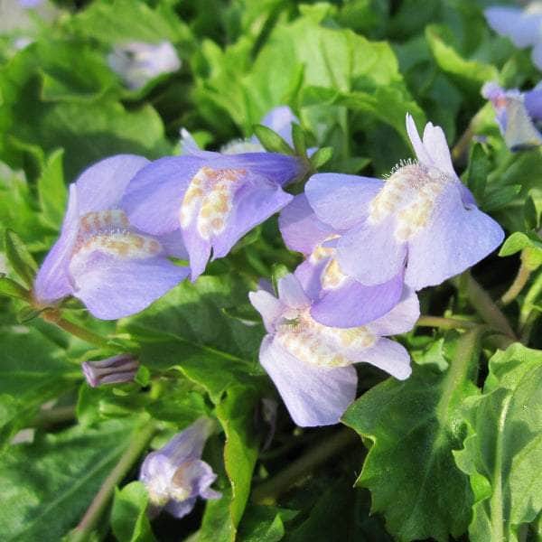 Acqua Garden Marginal Chinese Marshflower, Mazus Reptans