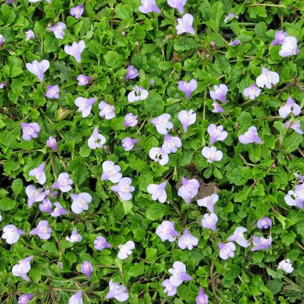 Acqua Garden Marginal Chinese Marshflower, Mazus Reptans