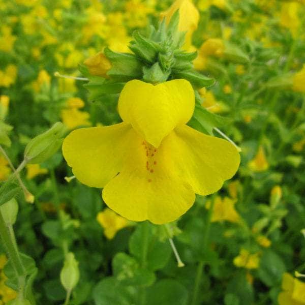 Acqua Garden Marginal Common Monkey Flower, Mimulus Guttatus