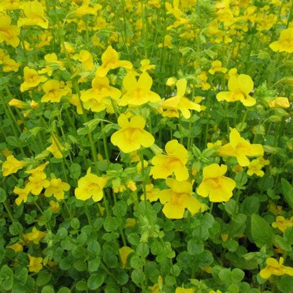 Acqua Garden Marginal Common Monkey Flower, Mimulus Guttatus
