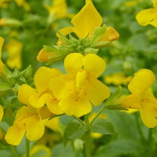 Acqua Garden Marginal Common Monkey Flower, Mimulus Guttatus