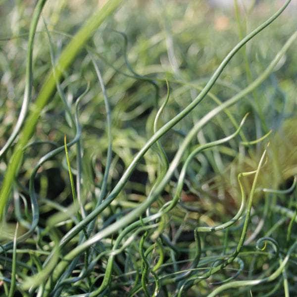 Acqua Garden Marginal Corkscrew Rush, Juncus Effusus Spiralis