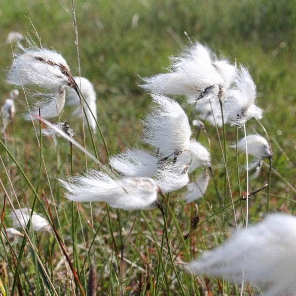 Acqua Garden Marginal Cotton Grass, Eriophorum Angustifolium