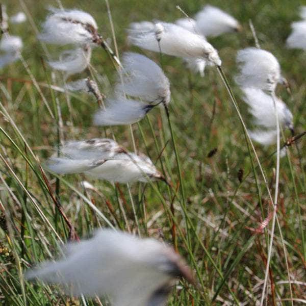 Acqua Garden Marginal Cotton Grass, Eriophorum Angustifolium