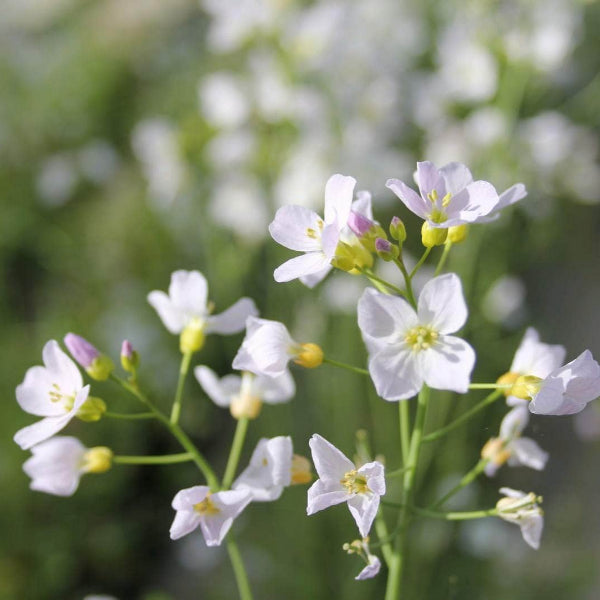 Acqua Garden Marginal Cuckoo Flower, Cardamine Pratensis