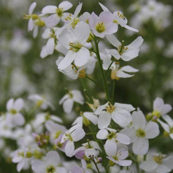 Acqua Garden Marginal Cuckoo Flower, Cardamine Pratensis