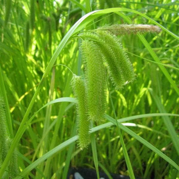 Acqua Garden Marginal Cyperus Sedge, Carex Pseudocyperus