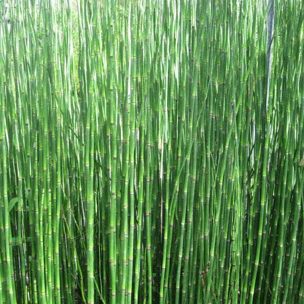 Acqua Garden Marginal Dutch Rush, Equisetum Hyemale