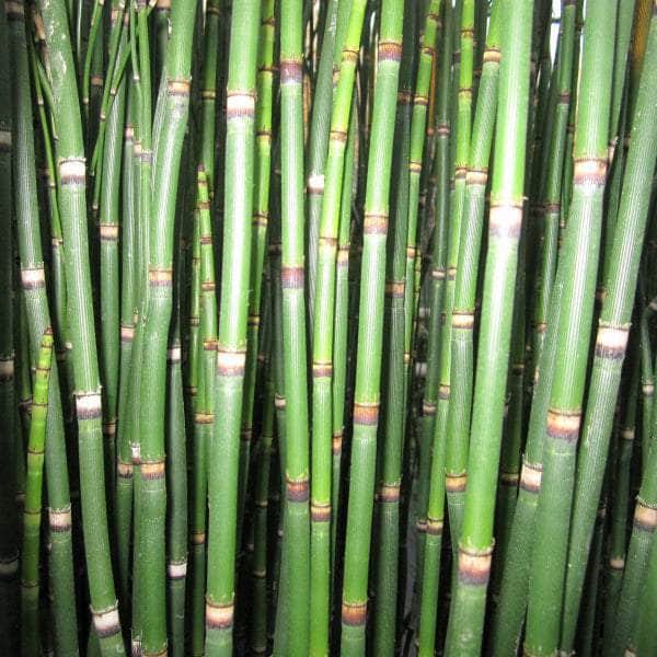 Acqua Garden Marginal Dutch Rush, Equisetum Hyemale