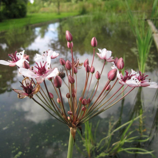 Acqua Garden Marginal Flowering Rush, Butomus Umbellatus
