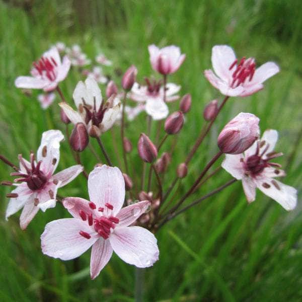 Acqua Garden Marginal Flowering Rush, Butomus Umbellatus