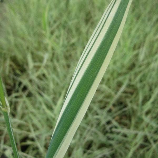 Acqua Garden Marginal 1 x 1 Litre Pot Gardeners Garters, Phalaris Arundinacea var Picta