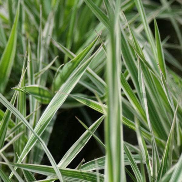 Acqua Garden Marginal 1 x 1 Litre Pot Gardeners Garters, Phalaris Arundinacea var Picta