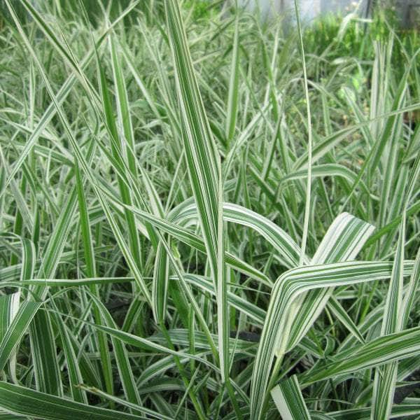 Acqua Garden Marginal 1 x 1 Litre Pot Gardeners Garters, Phalaris Arundinacea var Picta