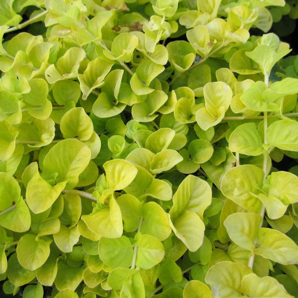 Acqua Garden Marginal Golden Creeping Jenny, Lysimachia Nummularia Aurea
