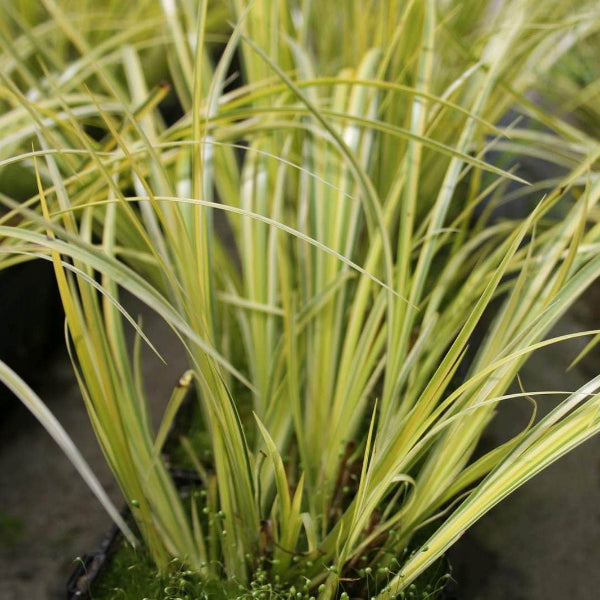 Acqua Garden Marginal Golden Variegated Sweet Flag, Acorus Gramineus Ogon