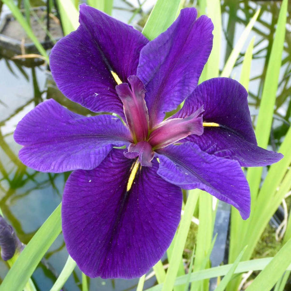 Acqua Garden Marginal Iris Louisiana 'Black Gamecock'