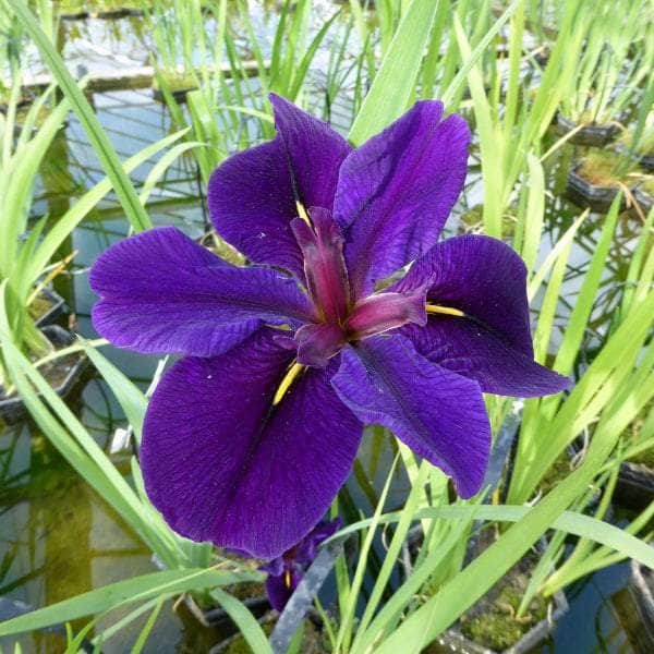 Acqua Garden Marginal Iris Louisiana 'Black Gamecock'