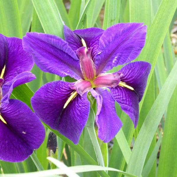 Acqua Garden Marginal Iris Louisiana 'Black Gamecock'