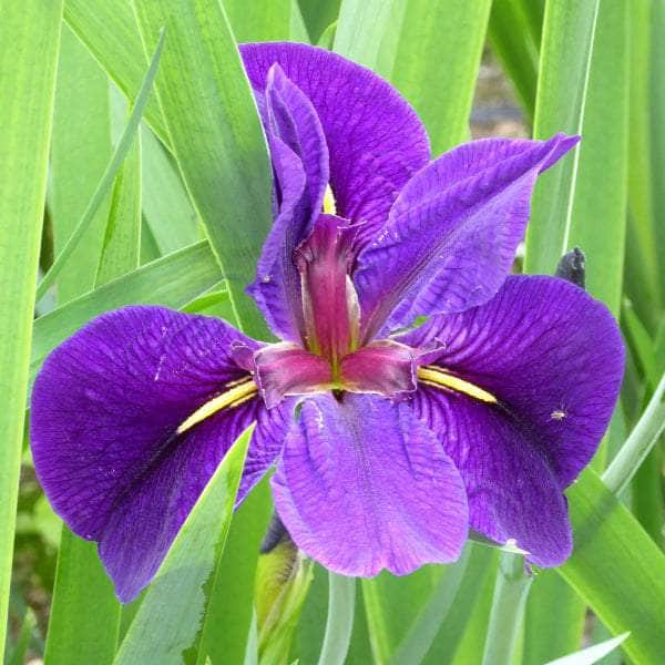 Acqua Garden Marginal Iris Louisiana 'Black Gamecock'