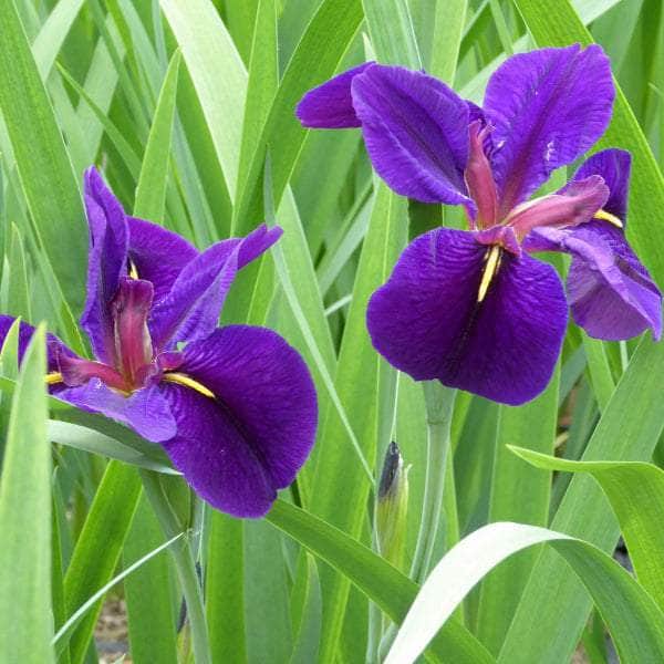 Acqua Garden Marginal Iris Louisiana 'Black Gamecock'