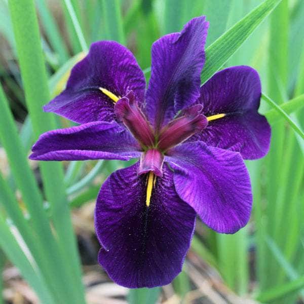Acqua Garden Marginal Iris Louisiana 'Black Gamecock'