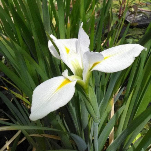 Acqua Garden Marginal Iris Louisiana 'Her Highness'