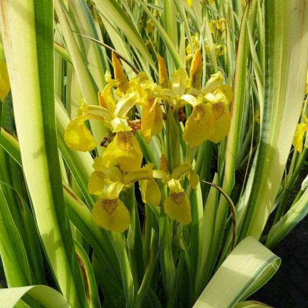 Acqua Garden Marginal Iris Pseudacorus 'Variegata', Variegated Yellowflag