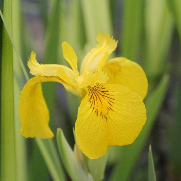 Acqua Garden Marginal Iris Pseudacorus 'Variegata', Variegated Yellowflag