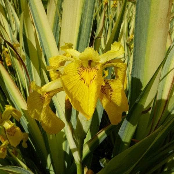 Acqua Garden Marginal Iris Pseudacorus 'Variegata', Variegated Yellowflag