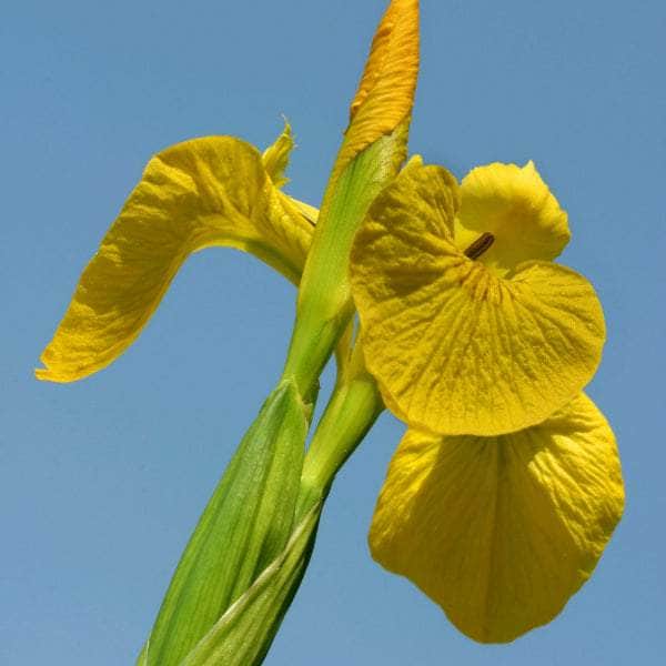 Acqua Garden Marginal Iris Pseudacorus, Yellowflag