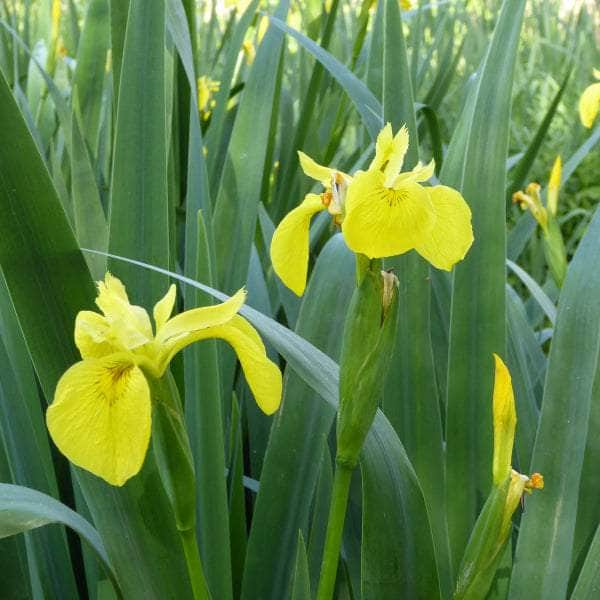 Acqua Garden Marginal Iris Pseudacorus, Yellowflag